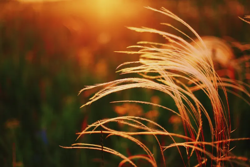 Light through the grasses